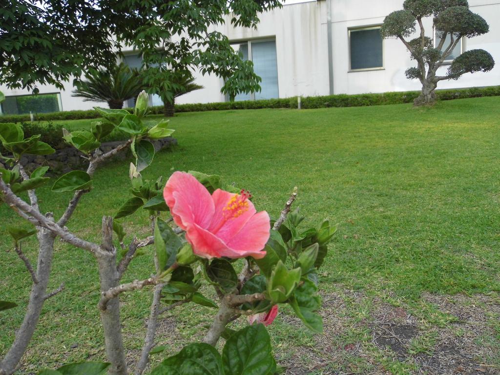 Fiore Dell'Etna Apartment Santa Venerina Exterior foto